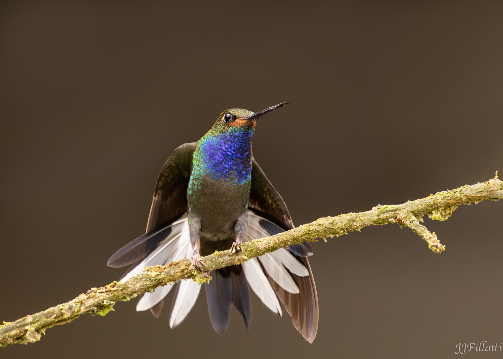 bird of colombia image 8